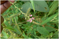 Desmodium dichotomum